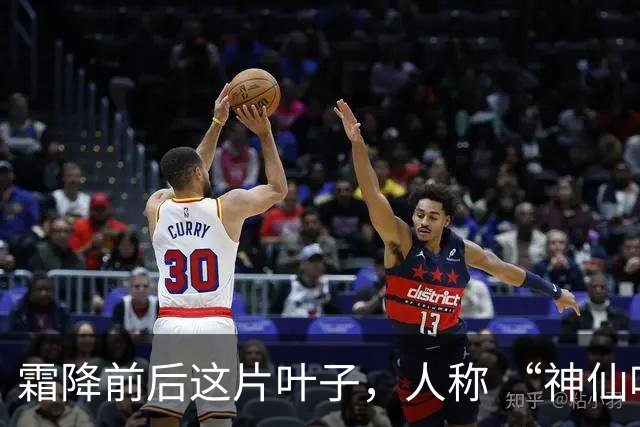 霜降前后这片叶子，人称 “神仙叶”！晒干熬汤泡水喝，润肺疏肝！